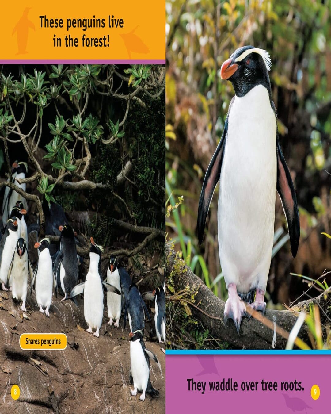 NG Readers â€” HELLO, PENGUIN!: Level 1 [Paperback]